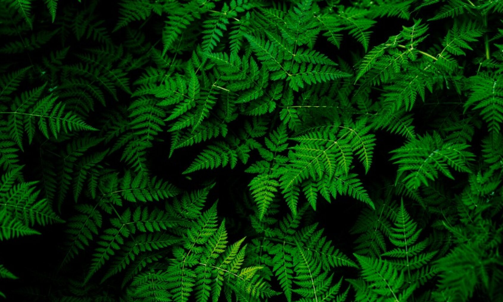 Co to jest CBD? Jak działa i jakie ma właściwości?